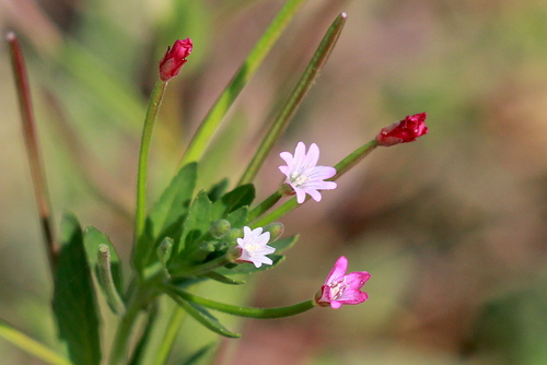 Epilobium ciliatum