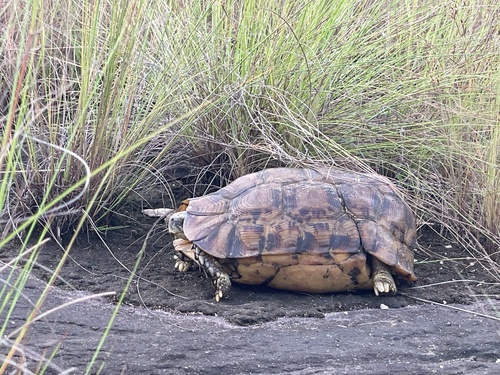 Western hinge-back tortoise