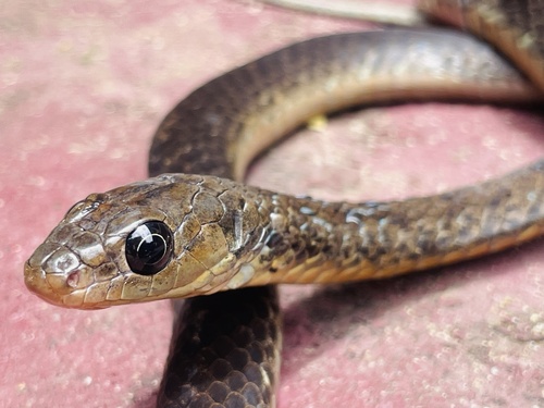 Philothamnus pobeguini