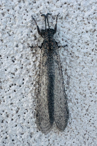 Paranthaclisis hageni