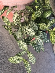Dracaena surculosa