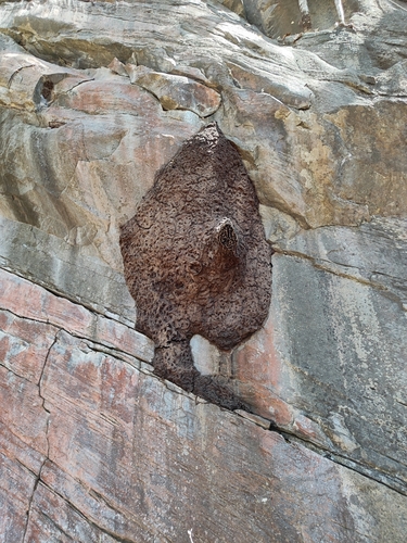 Hyaline-winged Stingless Bee