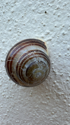 Cepaea hortensis