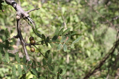 Bursera copallifera