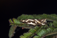 Epithymema incomposita