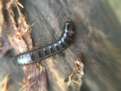 Stenagostus rhombeus