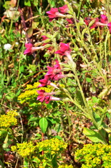 Nicotiana × sanderi