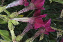 Nicotiana × sanderi