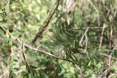 Bursera copallifera