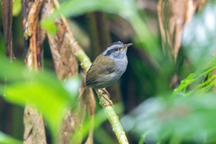 Javan Tesia photo 4