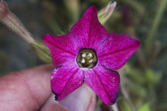 Nicotiana × sanderi