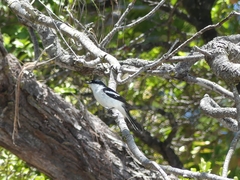 Lalage leucopyga montrosieri