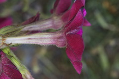 Nicotiana × sanderi