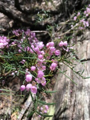 Boronia thujona