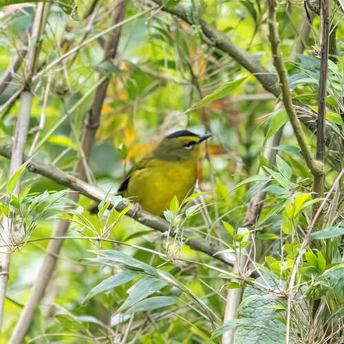 Black-crested Warbler (Myiothlypis nigrocristata), photo 8