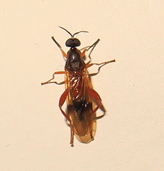 Benhamyia apicalis