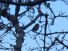 Carduelis carduelis