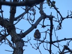 Carduelis carduelis