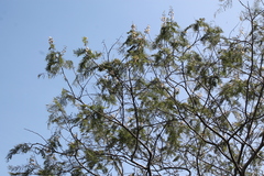 Leucaena esculenta