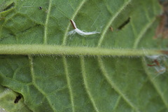 Nicotiana × sanderi