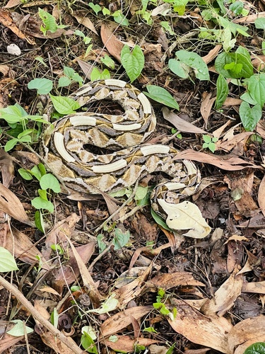 Western Gaboon Viper
