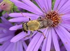 Pterallastes thoracicus