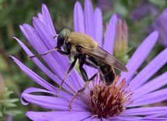 Pterallastes thoracicus