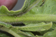 Nicotiana × sanderi
