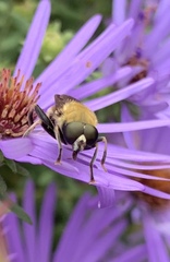 Pterallastes thoracicus