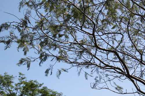 Image of Leucaena esculenta by (c) Viacheslav Shalisko, some rights reserved (CC BY)