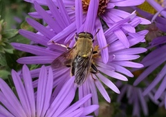 Pterallastes thoracicus