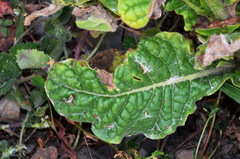 Nicotiana × sanderi