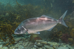 Latridopsis ciliaris