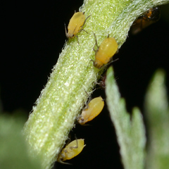 Aphis