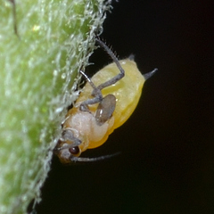 Aphis