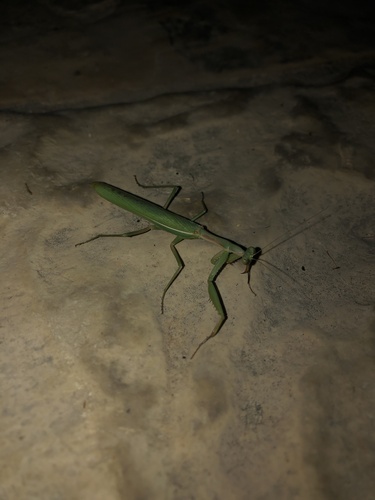Mediterranean Mantis