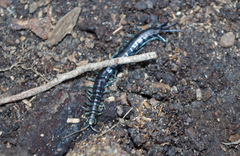 Otostigmus silvestrii