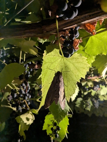 Convolvulus Hawkmoth