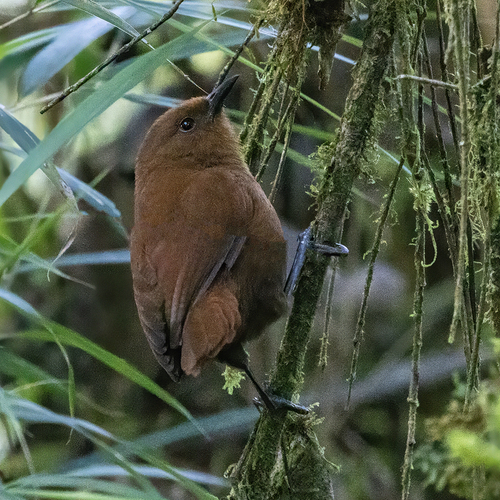 Rufous Wren (Cinnycerthia unirufa), photo 2