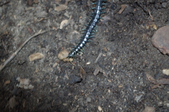 Otostigmus silvestrii