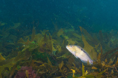 Notolabrus celidotus