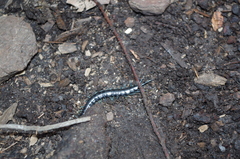 Otostigmus silvestrii