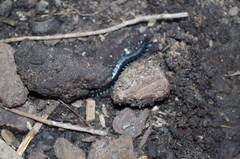 Otostigmus silvestrii