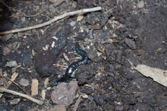 Otostigmus silvestrii