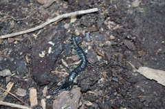 Otostigmus silvestrii