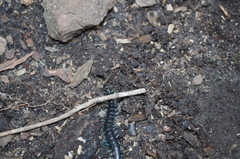 Otostigmus silvestrii