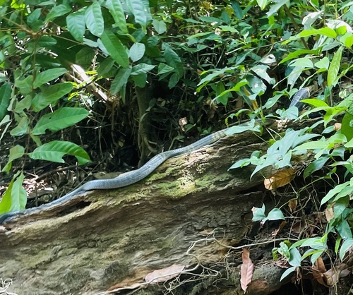 West African Banded Cobra