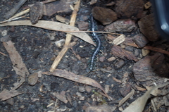 Otostigmus silvestrii