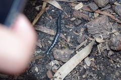 Otostigmus silvestrii