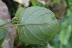 Fuchsia perscandens